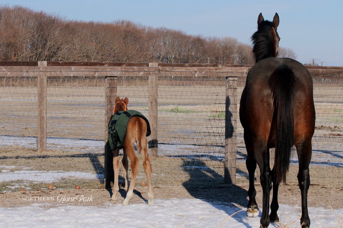 northern_horse's tweet photo. グランアレグリアが元気な男の子を出産しました！
好奇心の強い仔馬は元気に動き回り、お母さんは時おりハラハラした眼差しを見せながらも優しく諭しながら付き添っていました。

#ノーザンファームからのお便り #グランアレグリア https://t.co/HKLa25vSWd