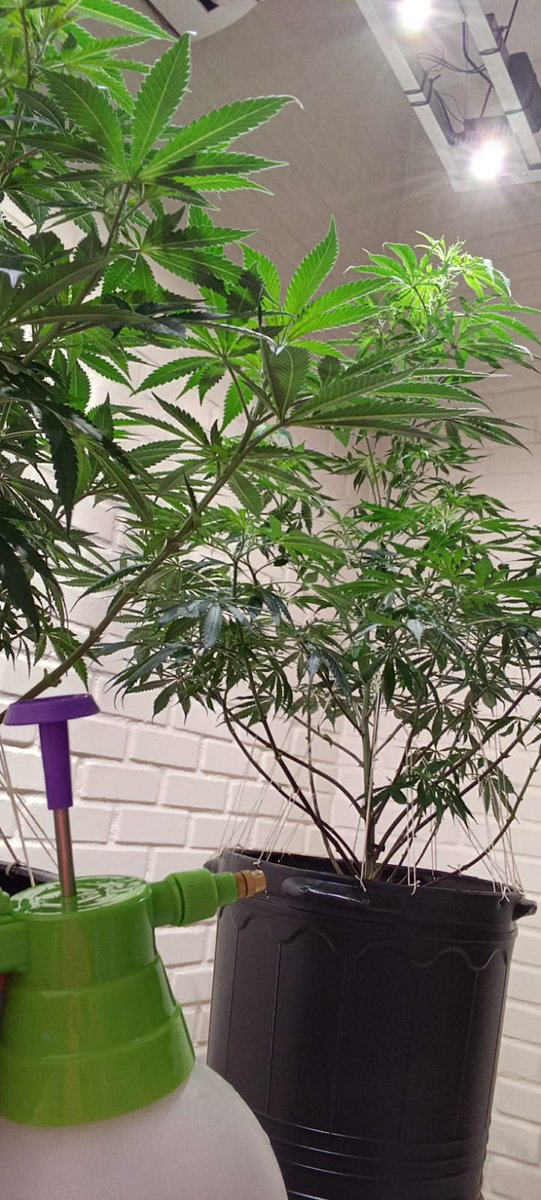 growdelic's tweet photo. @royalqueenseeds 
strain chemdawg 
70 dias de Vega 🪴 
@GenHydro https://t.co/ROq3Ygxs1l