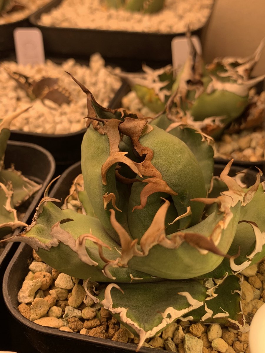 それは初めて見たよ