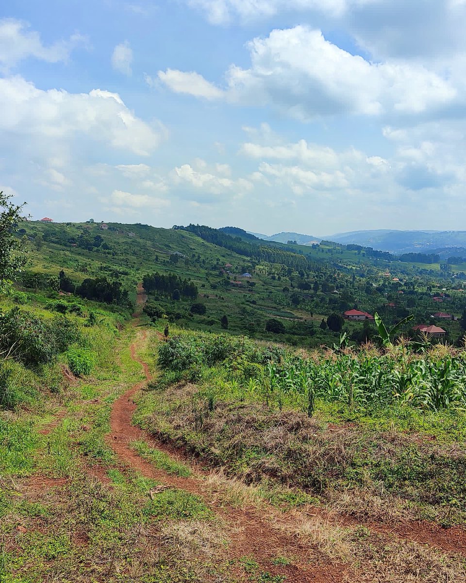 afordablestates's tweet photo. Build your dream home with that Million Dollar view! PLOTS FOR SALE in Mbalala, Mukono - 6KM from the Tarmac road, 50x100 plots available at 15M ugx with ready Land Titles.
Contact Affordable Estates on 0788 300 316 / 0757 445 283 for more information https://t.co/cwISduqmVk