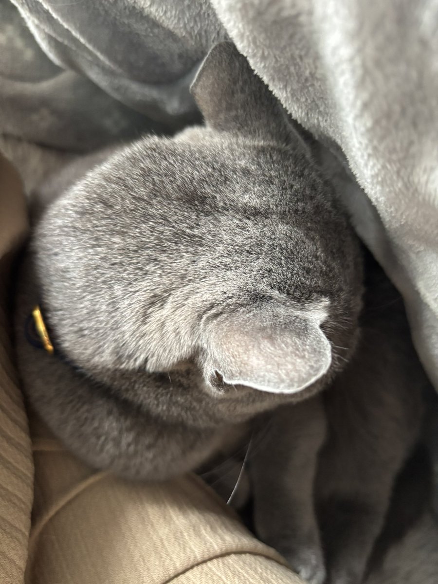 ずーっとここ
ぶっとい私の足が心地よいのか…
付き合いますよぉ
いつまでも❤️
かわいいたらありゃしない♥️
 #ロシアンブルー #ミヌエット
 #癒し #大切な家族 
 #ねこすきさんと繋がりたい