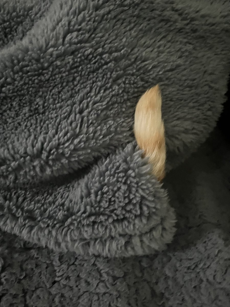 ELLENEKO2's tweet image. ใฏใฟๅบใใทใใใๅฏๆใ๐
#ใทใใทใ #็ซ #cat #๊ณ ์์ด