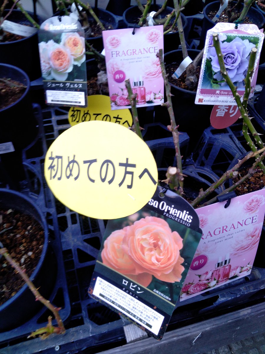 ガーデンセンター宇都宮店】 ＃今が植え時 の ＃バラの大苗！！ 担当者