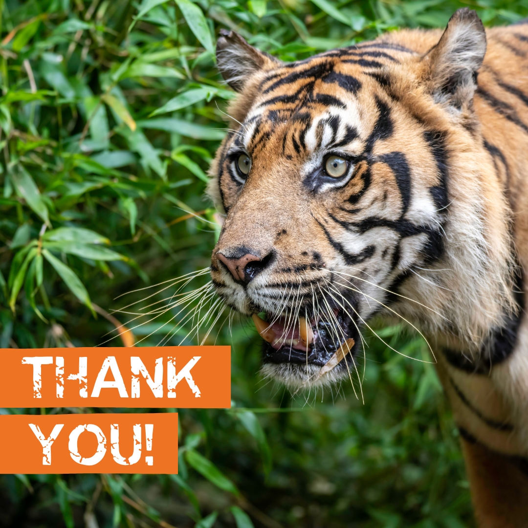 IntTigerProject's tweet image. 🐾 THANK YOU for supporting Sumatran tigers! 🐅 Your generosity empowers the APE Protector team to patrol habitats and combat the illegal wildlife trade, giving these Critically Endangered big cats hope for a thriving future. You're saving lives—thank you for being a hero!