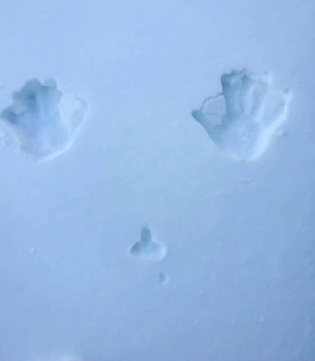 Hahahahhaha which one of you simps fell?? 

If your shrimp is THIS small you owe me $20!!

Findom finsub femdom walletdrain whalesub cashcow paypig piggy humanAtm humiliation foot feet footfetish blackmail homewreck forcedbi Goddess ABDL sissy