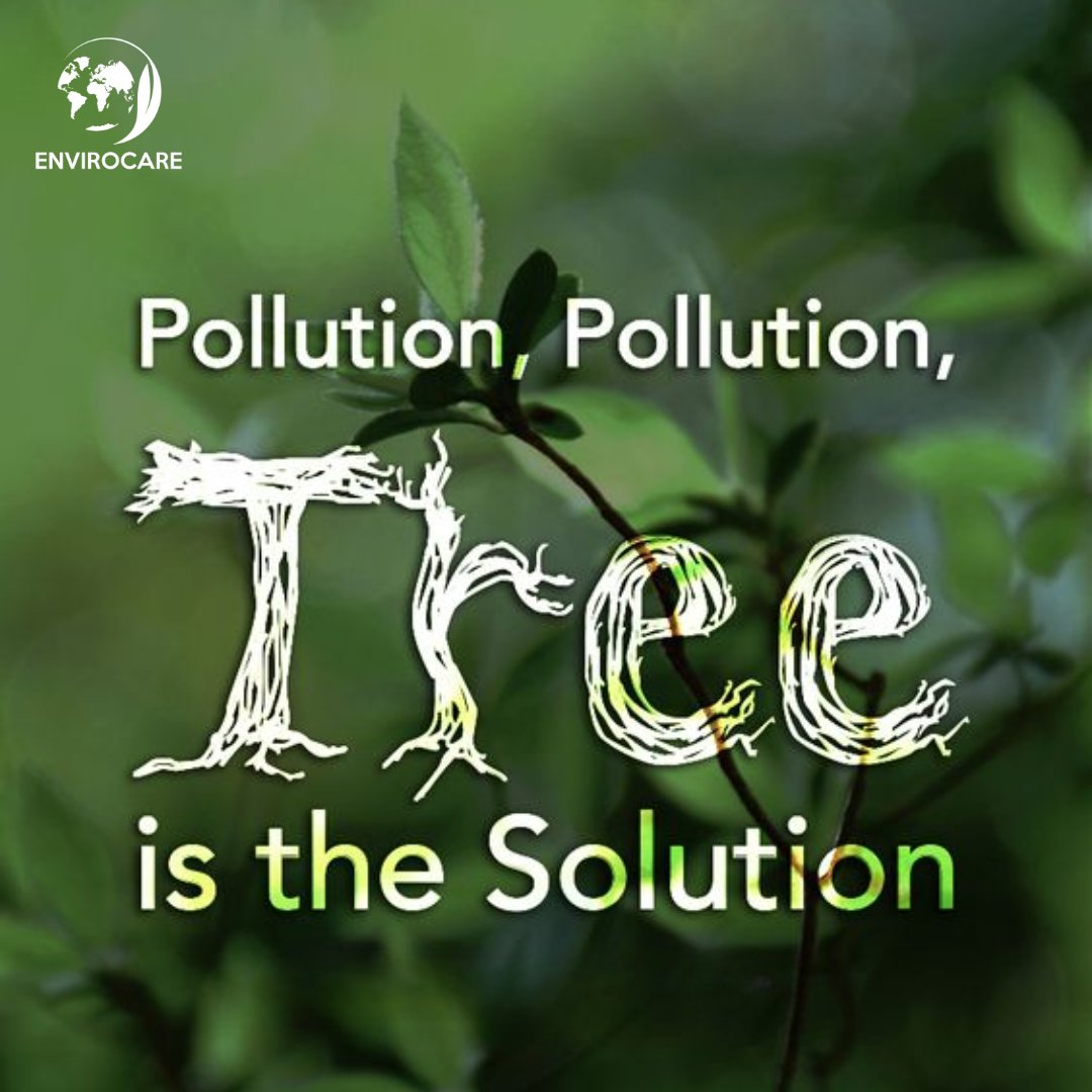 envirocare4you's tweet photo. Trees are nature’s superheroes, fighting pollution and giving us life. Join the mission—plant trees, save the earth! 🍃
#NatureSolution #TreeLove https://t.co/XQbunLURjG