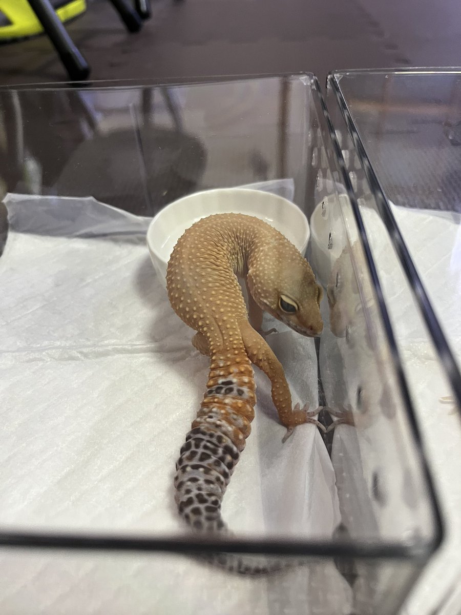 #レオパ
#ヒョウモントカゲモドキ
#爬虫類