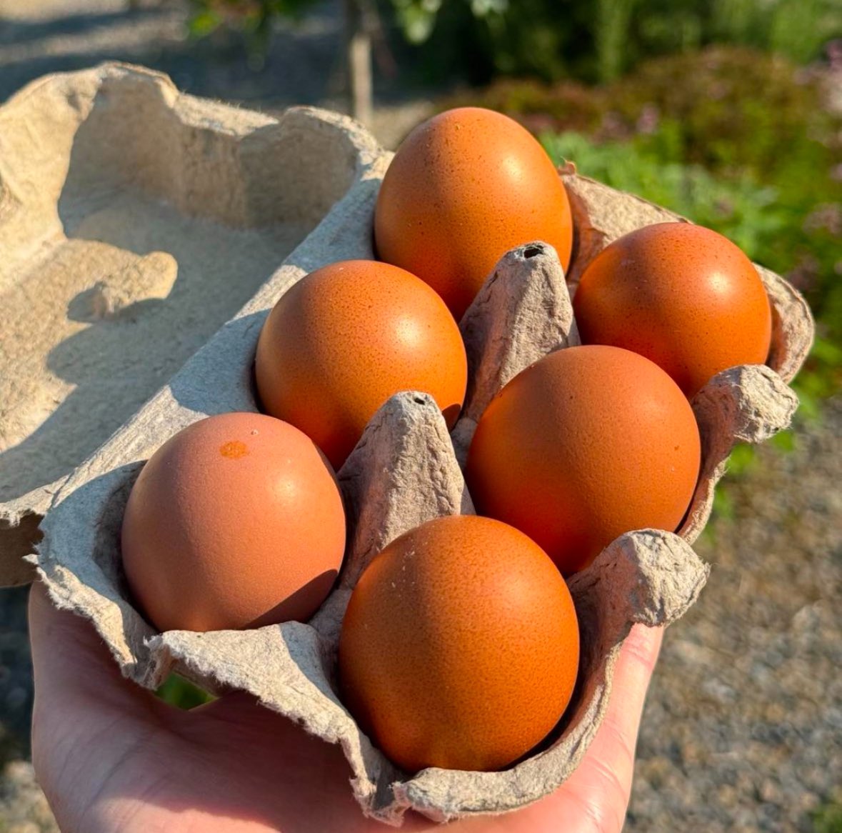 Our happy hens have been hard at work! Larder is fully stocked with the freshest, organically produced eggs, straight from our free-range flock in Curraghmore &amp; open 9-4 all weekend.
Pop in and see Cloda at The Larder to pick up a dozen—taste the difference that happy hens make!