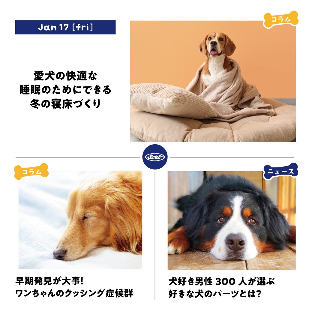 Butch_Japan's tweet photo. 📢コラム＆ニュース更新📷

スタッフのおすすめは… 
「愛犬の冬の寝床づくり」

冬は睡眠時間が長くなると言われています🐶

だからこそしっかり眠れるように、ワンちゃんのベッドを暖かく整えてあげましょう☺️

https://t.co/Vwf2roKO7H https://t.co/Iz5Bbr07PN