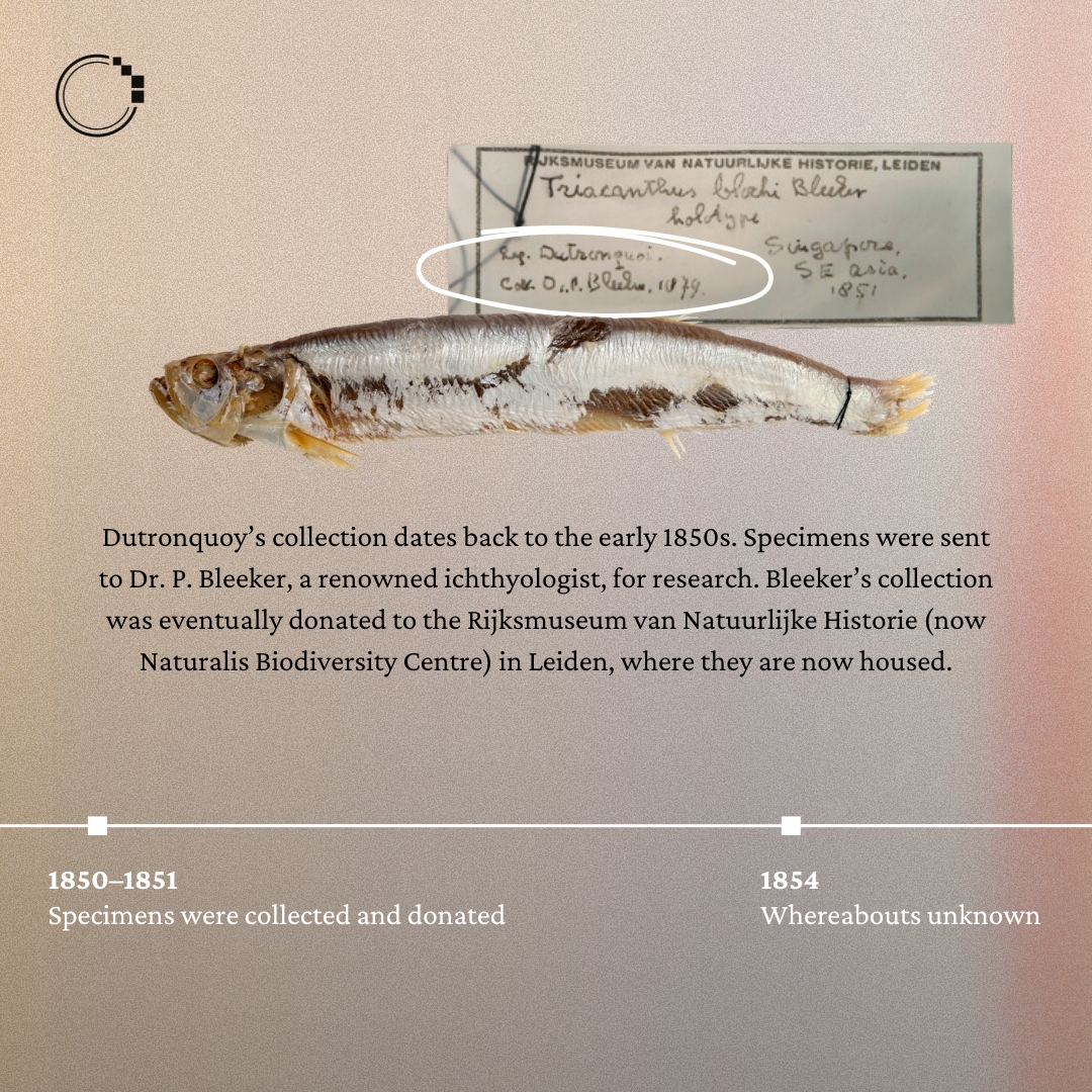 signifynathist's tweet image. Meet Gaston Dutronquoy—a hotelier, theatre-enthusiast, photographer, and collector active in the 1850s. Keep reading to learn more about his lesser-known contributions to naturalist history! 📰