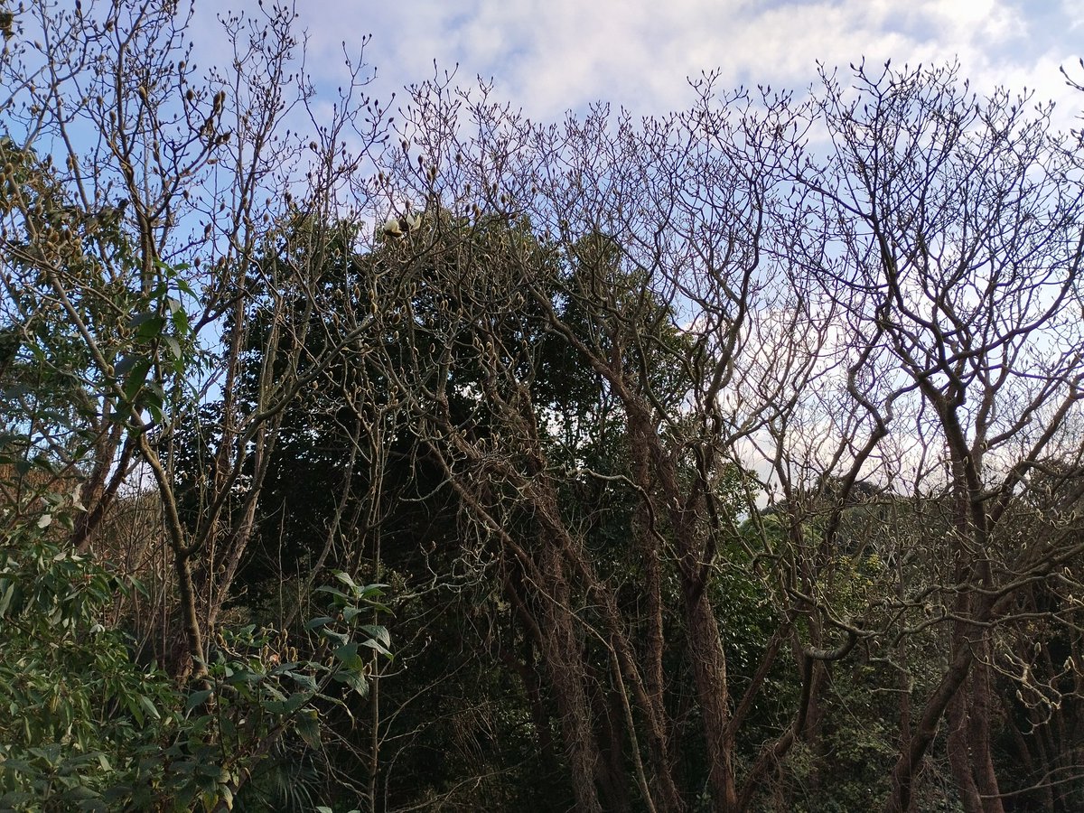 Spring is in the air <a href="/Ventnor_Botanic/">Ventnor Botanic Garden</a> The first flower has opened on Magnolia campbellii alba, there are daffodils in the car park, the woodpecker is drumming and the song thrush is singing from dawn til dusk.