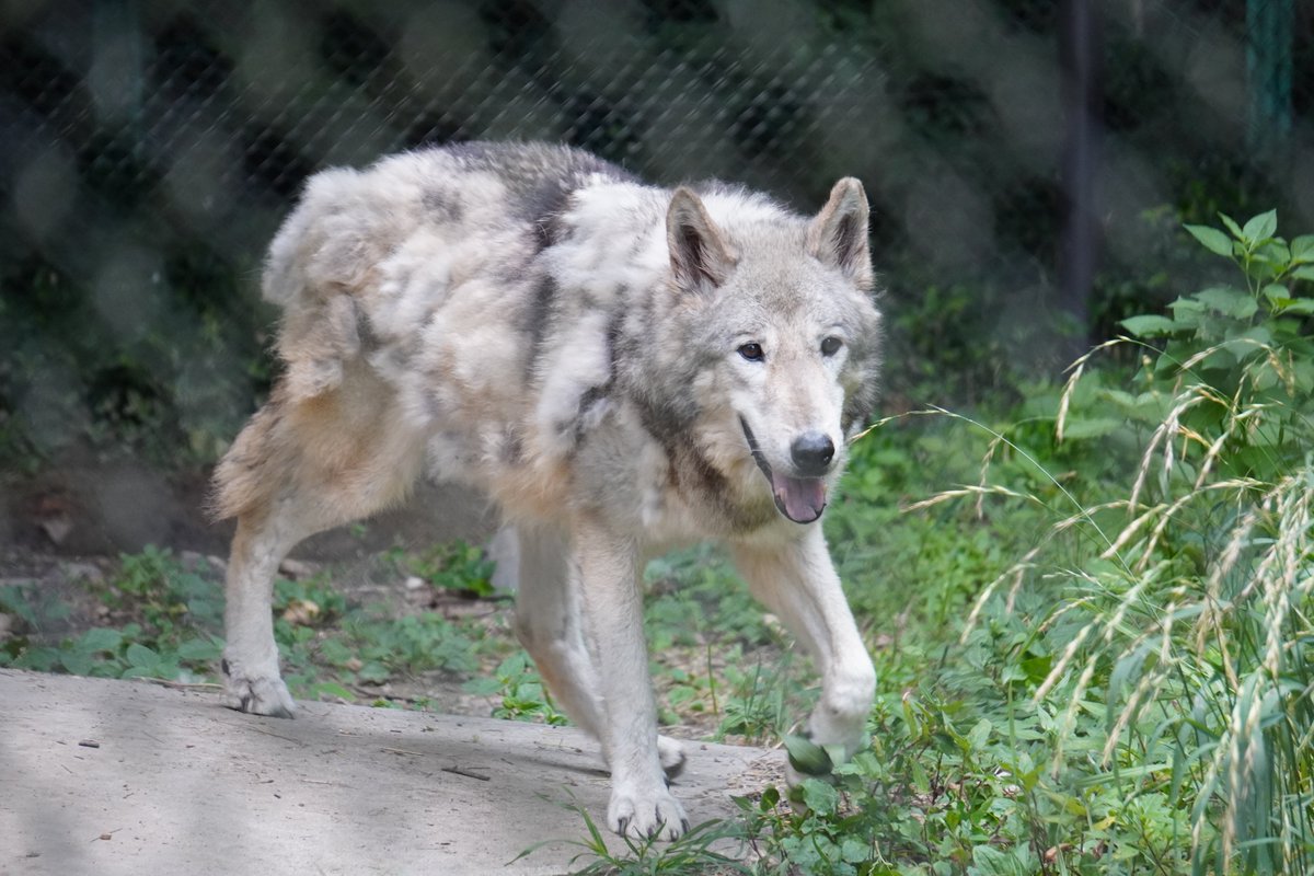 名古屋市東山動植物園 on X: 