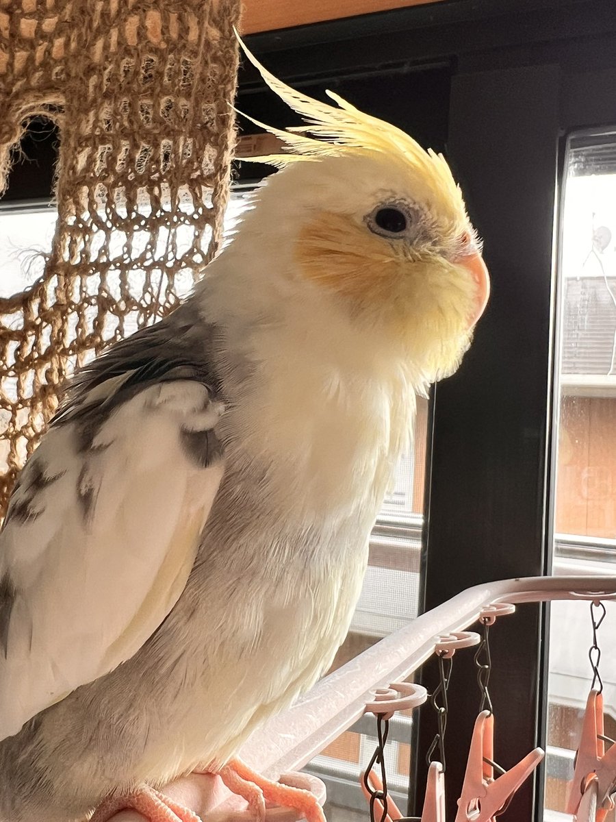 L0bstar's tweet photo. 家族が誤ってオカメインコを逃してしまいました。
東京都世田谷区と杉並区の間くらいです。

羽根の模様、頭(後ろ1枚だけ黒い羽根)、チークに特徴があります。

もし見掛けましたらお手数ですがご連絡よろしくお願いします🙇‍♀️

#迷い鳥 #拡散希望 #オカメインコ迷子 https://t.co/x2CVP5LwqN