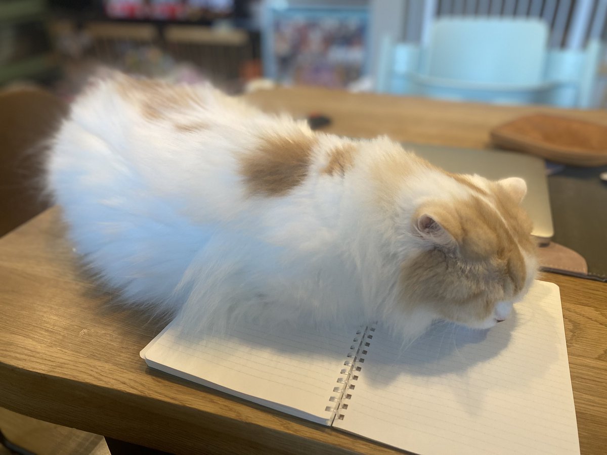 ニャルソックは…？