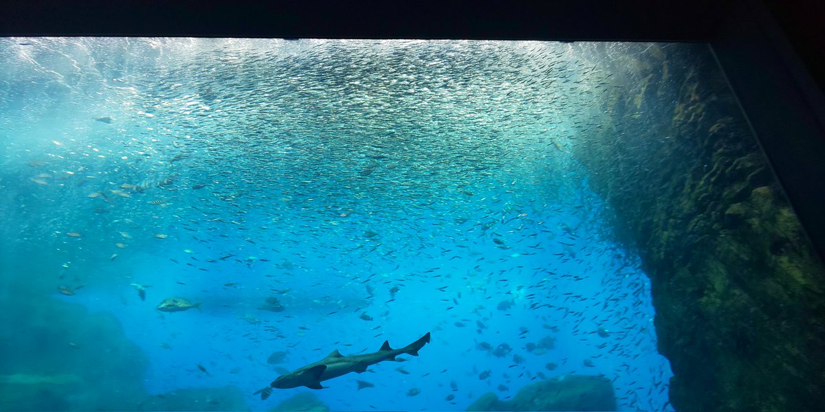 u_chan_uchan's tweet image. 大水槽
#仙台うみの杜水族館
#s_uminomori
#Sparkling of Life