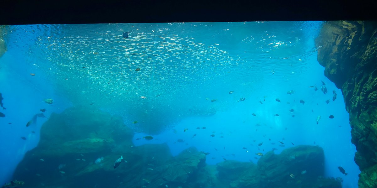 u_chan_uchan's tweet image. 大水槽
#仙台うみの杜水族館
#s_uminomori
#Sparkling of Life