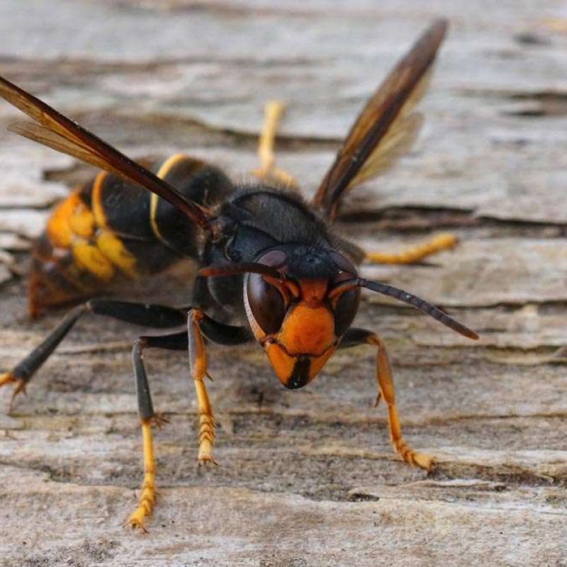 atlcpestcontrol's tweet image. Protect Your Home and Family from Hornets Today!

Reach out atlanticexterminating.org/hornets-contro…

#HornetControl #PestControlExperts #HornetRemoval #SafeHomeSolutions #AtlanticExterminating #PestFreeLiving #HornetPrevention #StingFreeHome