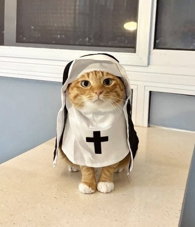 猫を信じなさい