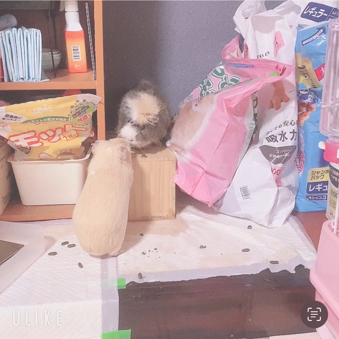 chi__ppi's tweet image. 2人仲良く遊んでます 💕

ほいちゃんが先頭を切って登ってるのが
男らしくていい感じ ( 👊˙꒳​˙ ) w
大丈夫？と言ってそうな、きなこの後ろ姿 🤭

4枚目はおしりをクンクンされて
喜びの舞を踊ってる写真です 🧚💗
黒豆も沢山出ました 🫘

#モルモット