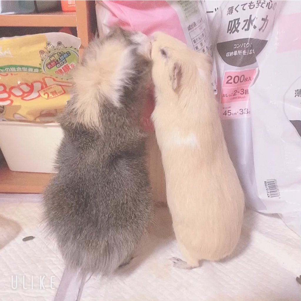 chi__ppi's tweet image. 2人仲良く遊んでます 💕

ほいちゃんが先頭を切って登ってるのが
男らしくていい感じ ( 👊˙꒳​˙ ) w
大丈夫？と言ってそうな、きなこの後ろ姿 🤭

4枚目はおしりをクンクンされて
喜びの舞を踊ってる写真です 🧚💗
黒豆も沢山出ました 🫘

#モルモット