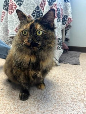PeterAskin1's tweet photo. Tortie "Cherry" & bonded pal "Tom" at the BC SPCA in #VictoriaBC #Canada are two sweet seniors seeking a home together. Fine with kids (but not with dogs). Adopt these sweet oldies! 😊💞👍👏😺

Have you seen a more perfect domestic short hair? Cherry (bonded To Tom) is looking for a forever family on @petfinder https://t.co/0iMlD7IuT6