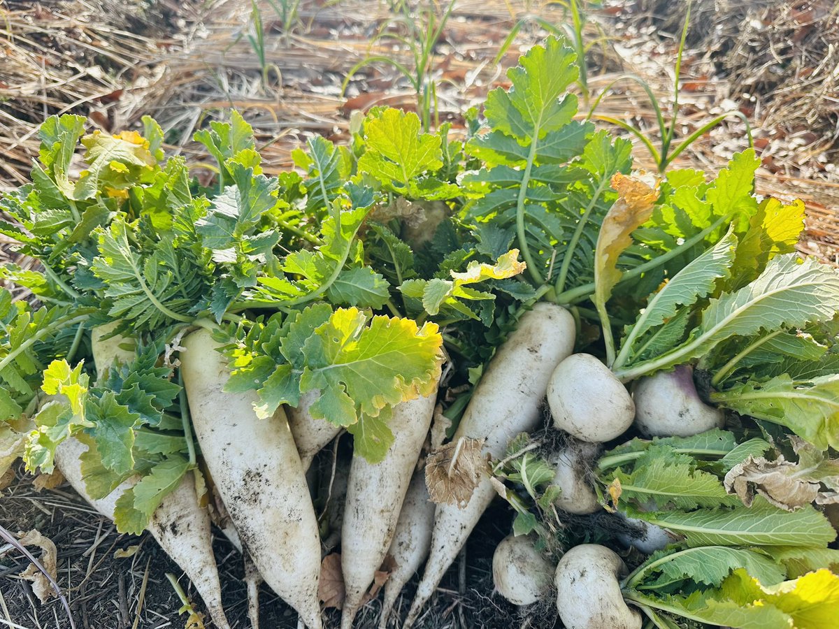 フジ会見とか中居正広さん騒動の裏で進んだ中国人ビザ緩和や、大阪万博観覧者ビザ無償化、食料供給困難事態対策法とかも非常に不味いんだけど。みなさん、知ってました？今、都市開発という名目で政府は農地をどんどん買い漁っています。しかも、農地を農地として売るのではなく建築専用の土地として売