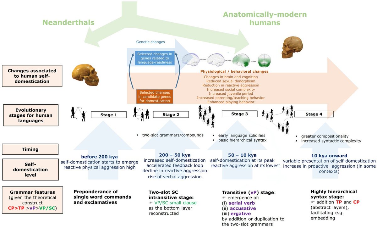 New paper👇
 How (and why) languages became more complex as we evolved more prosocial: the human self-domestication view
frontiersin.org/journals/psych…