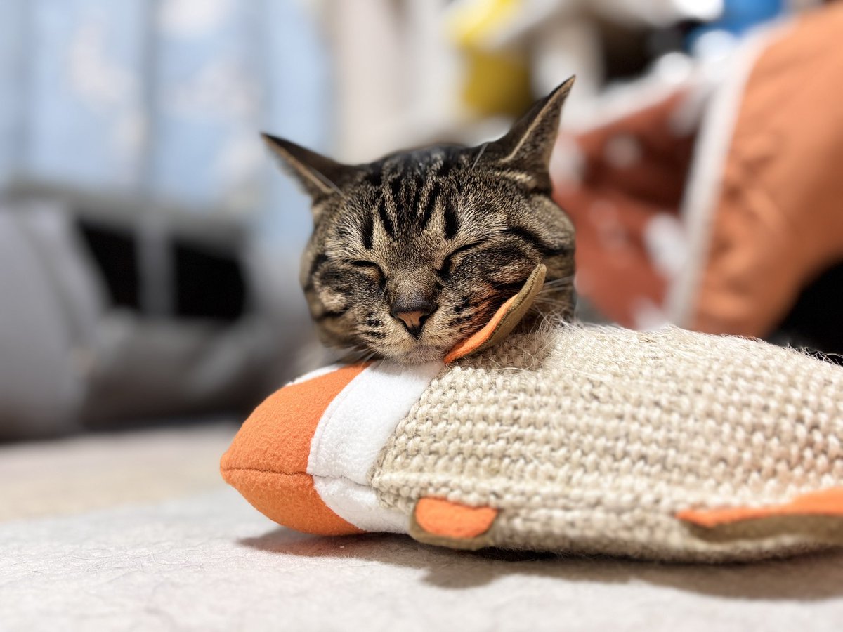 蹴りぐるみを枕にしてる　かわいい
#ねこ