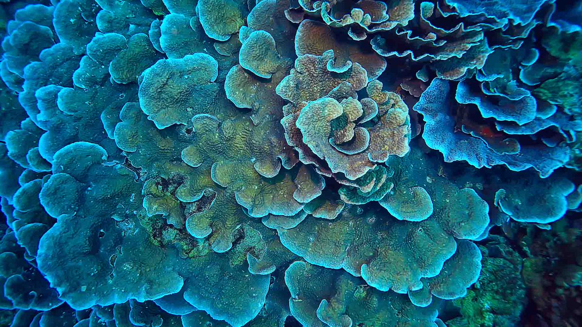 JOB OPPORTUNITY: Postdoctoral Researcher in Coral Reef Ecology (Smithsonian Environmental Research Center)

trustcareers.si.edu/postings/2693c…

This project seeks to understand and build predictive models of the influence of accelerating anthropogenic change on reef biodiversity and