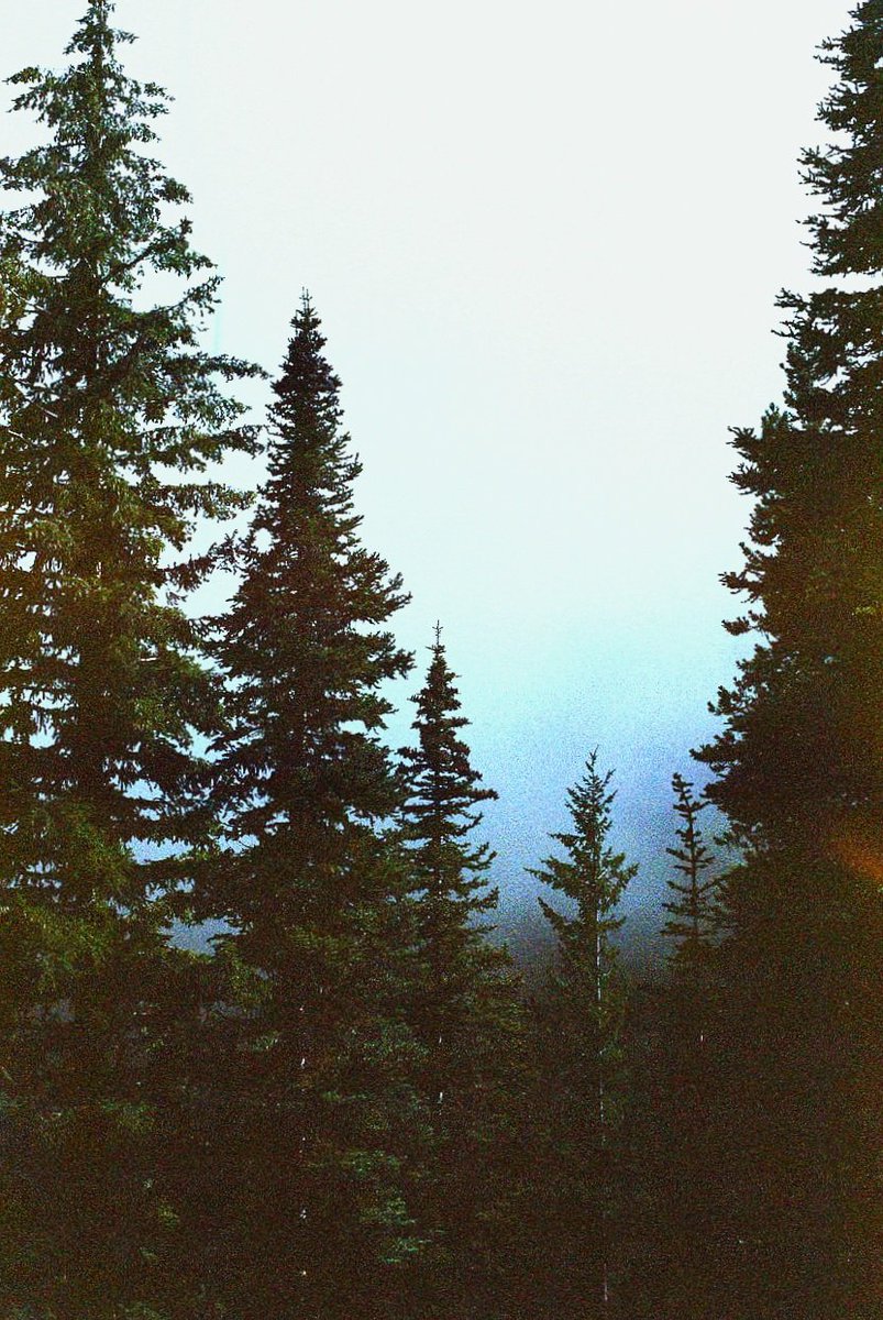 The Owls are silent now.. 🦉
#DavidLynchRIP #DavidLynch #TwinPeaks #DouglasFir #TheOwlsAreNotWhatTheySeem