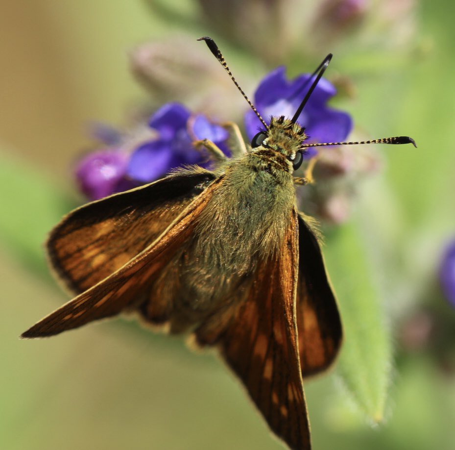 #Vlindermaand 17.1

Het #Zwartsprietdikkopje
<a href="/ErikDePay/">Erik 🦋</a>