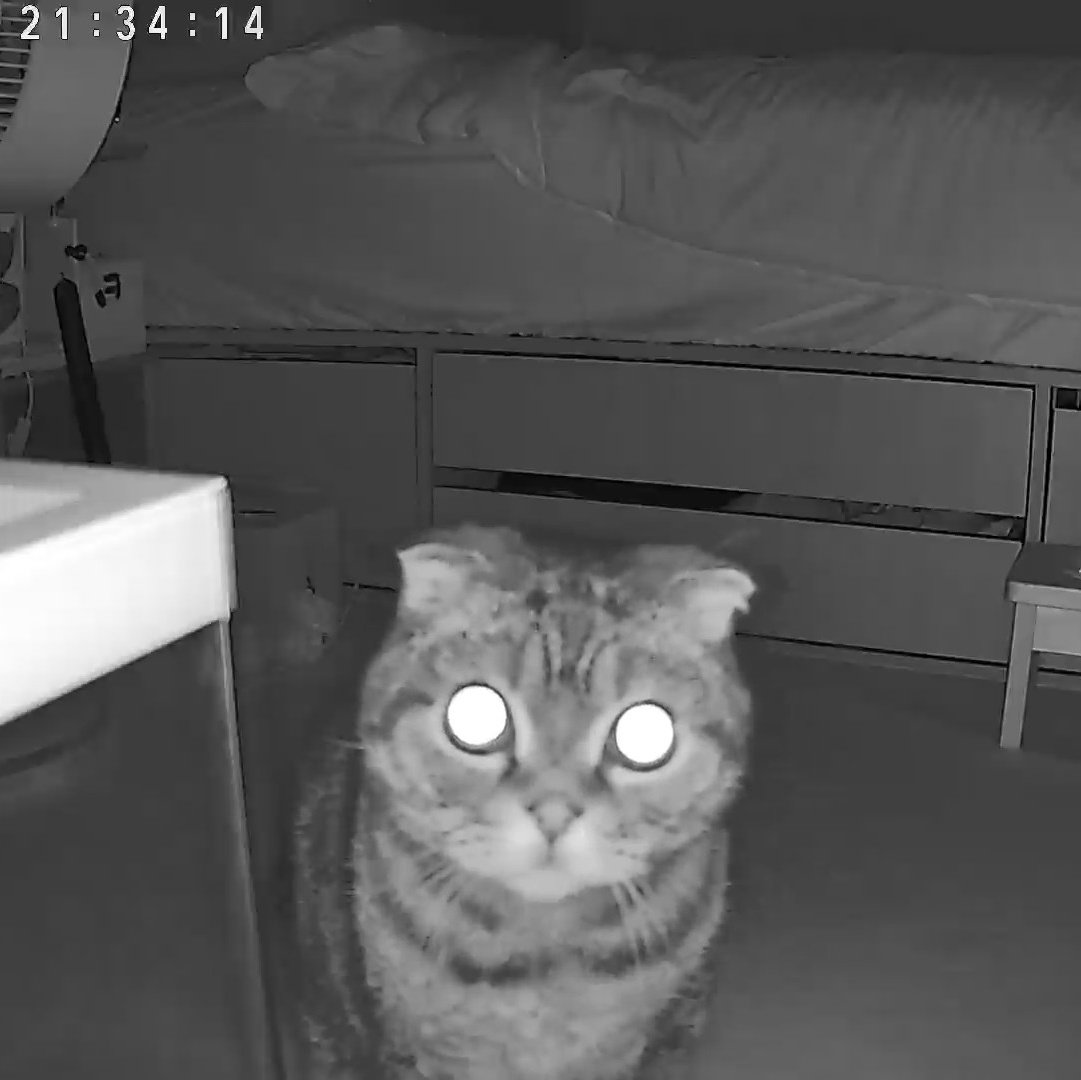 원래 고양이들 펫캠을 불철주야 밤낮으로 빤히... 쳐다보나요
