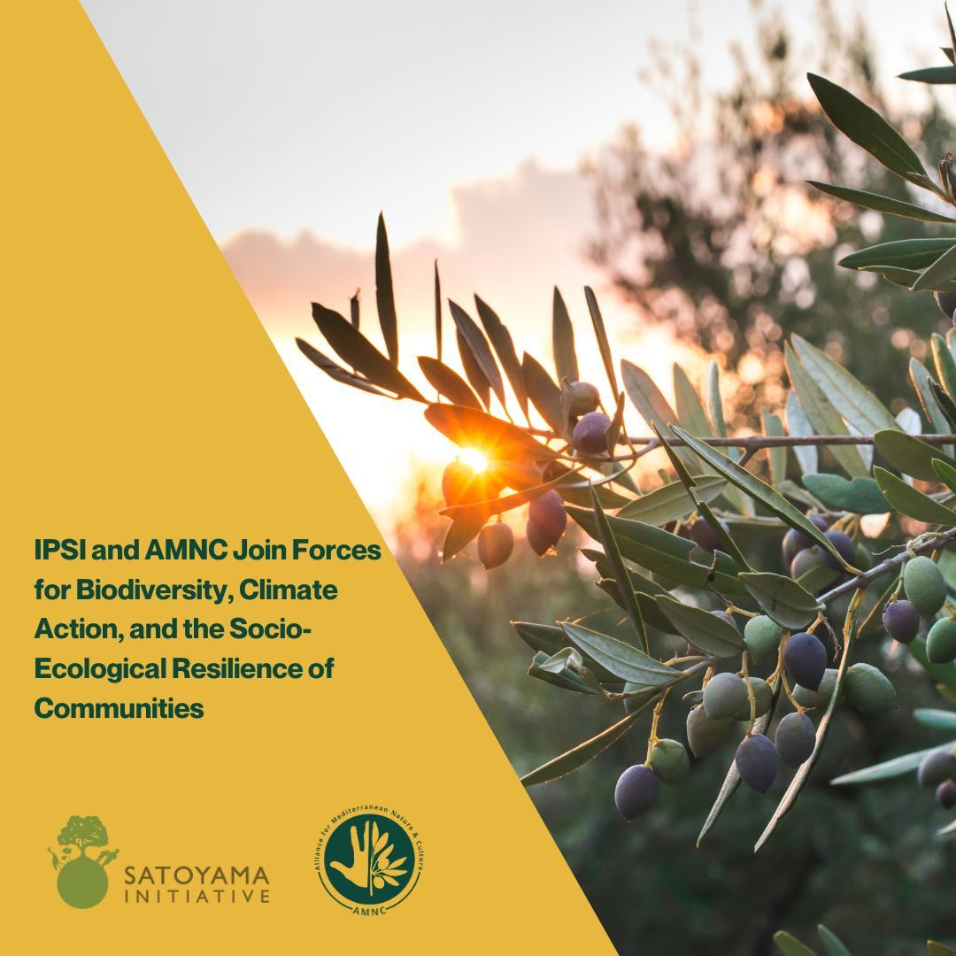 🌍 Exciting news!

<a href="/UNUIAS/">UN University – IAS</a> (IPSI Secretariat) and AMNC have signed an agreement to promote biocultural diversity 🌱 by connecting nature &amp; culture!

We’ll protect #SEPLS &amp; #CLS, vital for biodiversity, climate action &amp; resilience, supporting the #GBF.

Stay tuned for updates! 💚