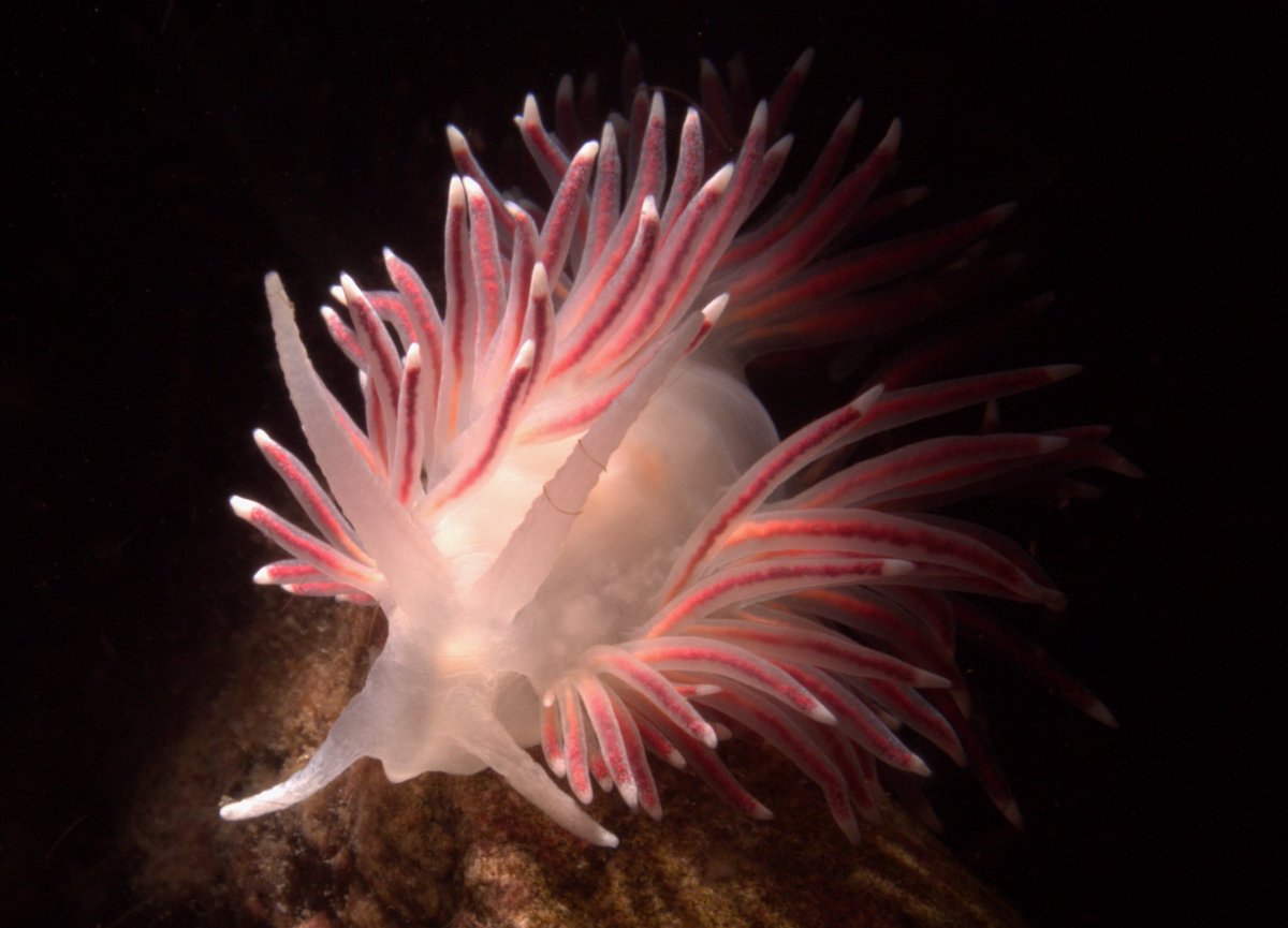 Caronella pellucida is a nudibranch that has some really beautiful fluorescence 

#fluorescencefriday #friday #nudibranch #nature