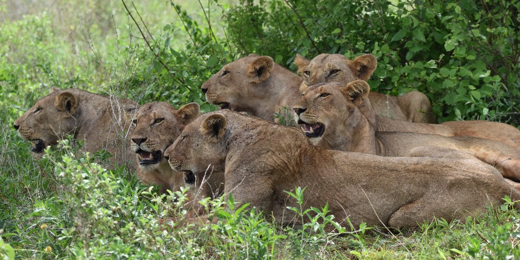 BornFreeKenya's tweet photo. Meet Elsa's Pride, the largest pride in Meru National Park, boasting an incredible 24 individuals. George’s camp is their stronghold, roaming the vast expanses of Elsa Kopje, Mughwongo plain, Kiolu river and Runjawero circuit. #LionMonitoring #WildlifeConservation https://t.co/e3dDssEBDb