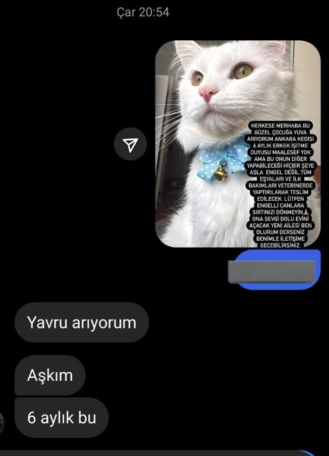 Gizem 🐾 tweet media