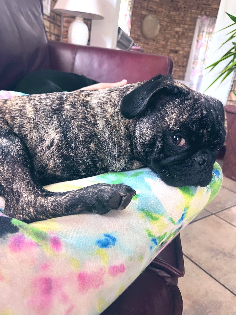 WWatsonpug's tweet photo. Nothing beats a nap in mom’s knee triangle 🐶💤 The coziest, safest spot in town! #DogLife #BestSpotEver https://t.co/z4Dt1SiWMk