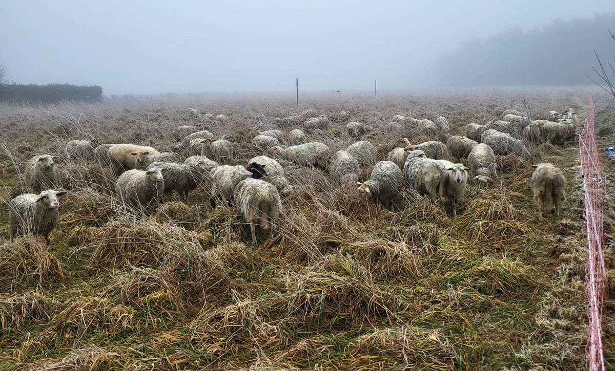 HBLingezegen_Grootstal (@hblingezegen) on Twitter photo Deze kudde #schapen begraast de plek op locatie #Grootstal waar we komend seizoen groente gaan telen. Zo wordt het gras korter en bemesten ze tegelijk de bodem. Prachtig, 🐑🐑🐑🐑🐑 in de mist!
#herenboeren #landgoedgrootstal <a href="/herenboeren/">Herenboeren</a> #schaapskudde Deze kudde #schapen begraast de plek op locatie #Grootstal waar we komend seizoen groente gaan telen. Zo wordt het gras korter en bemesten ze tegelijk de bodem. Prachtig, 🐑🐑🐑🐑🐑 in de mist!
#herenboeren #landgoedgrootstal <a href="/herenboeren/">Herenboeren</a> #schaapskudde