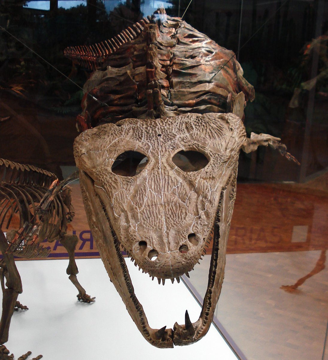 AmsonEli's tweet image. PhD position alert: join a diverse team of palaeontologists to study the evolution of temnospondyls! The PhD project @SMNStuttgart will focus on bone microanatomy: lots of fun with thin-sections and CT-data in perspective. 
tinyurl.com/msvntnd9