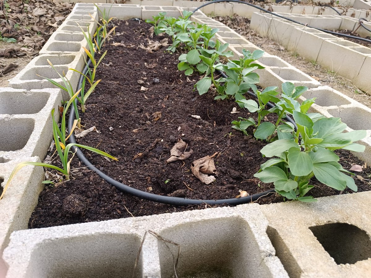 IesStgoRusinol's tweet photo. Al igual que el curso pasado seguimos en los recreos para todos trabajando en el Rusihuerto. Muy pronto nuestros ajos y nuestras habas van a estar para comérselos 🌱🌱🌱#pescm #IF_CMadrid https://t.co/bEgpYpGye5