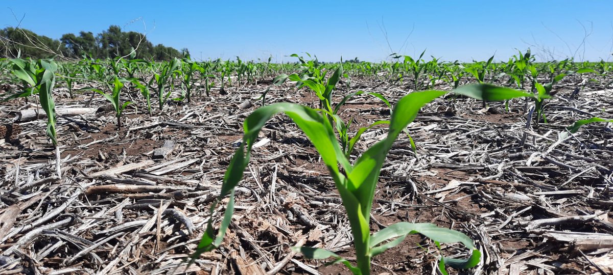 LER2024/SERAGRO/DK-46

Con #dekalb acompañamos al productor para que su maíz tenga un gran rendimiento 💯💪🏾🌽