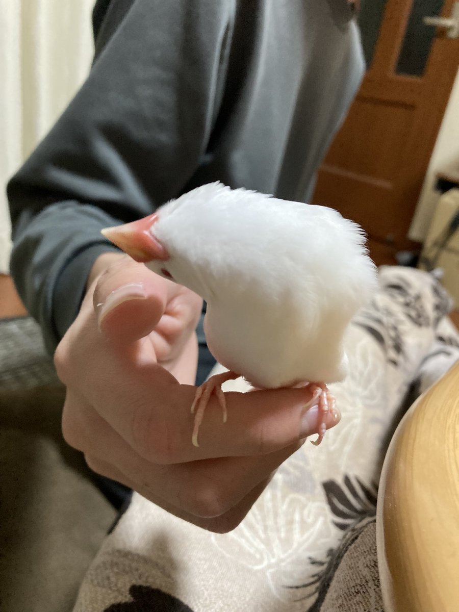 piyotabunsan tweet picture