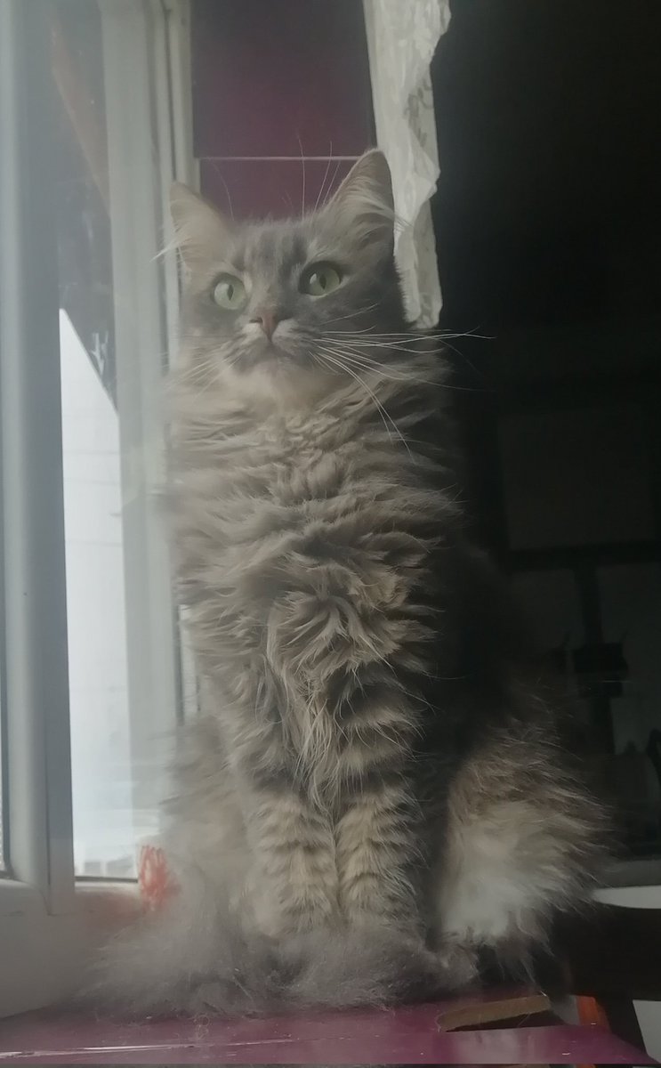 Moonhalf's tweet photo. Котаны, давайте поможем собрать котикам на еду. В "стайку" они уже заселились после дефабержирования. Теперь накормить бы, а их 12. 
Карта сбер 
4276 3000 3754 7588, Наталья Александровна О.

Все чеки и отчеты есть на канале в тележке!
https://t.co/IZMwt1p60z https://t.co/SvRmKq3QCU