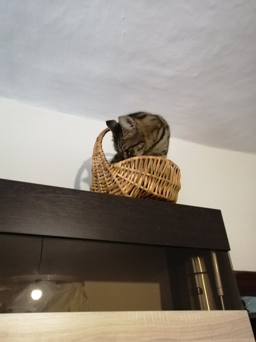 Moonhalf's tweet photo. Котаны, давайте поможем собрать котикам на еду. В "стайку" они уже заселились после дефабержирования. Теперь накормить бы, а их 12. 
Карта сбер 
4276 3000 3754 7588, Наталья Александровна О.

Все чеки и отчеты есть на канале в тележке!
https://t.co/IZMwt1p60z https://t.co/SvRmKq3QCU