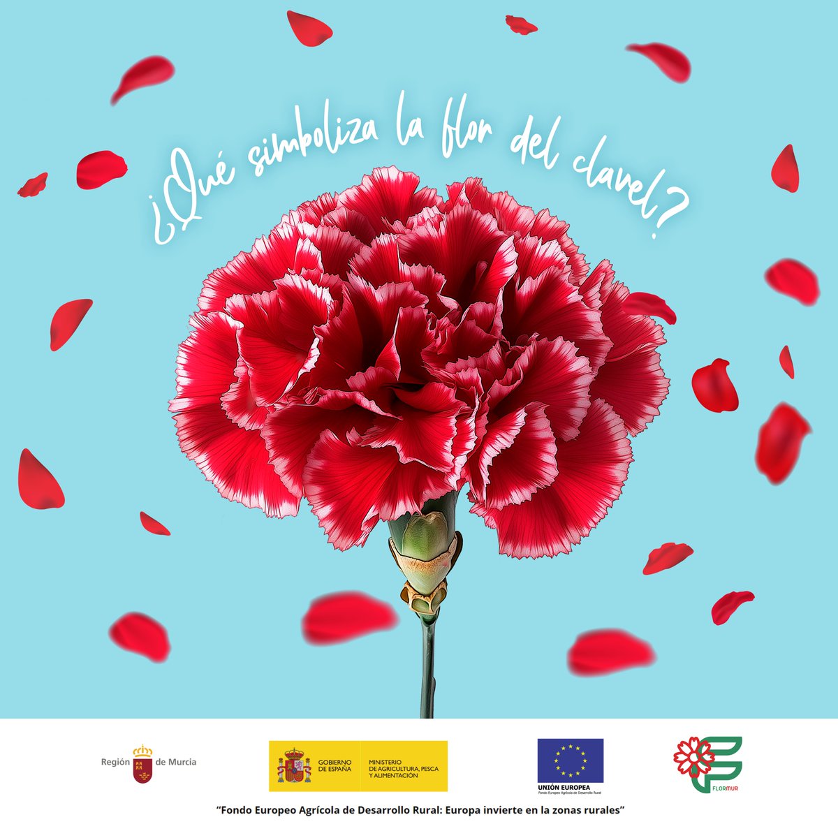 El clavel simboliza la pasión, el afecto, el anhelo y el romance. Los pintores del Renacimiento en el s. XV y XVI eligieron esta flor para representar escenas de compromiso.
@mapagob
#canaraflor #murcia #agriculturamurcia #clavel #trips #florcortada #FondosUE #investigacion