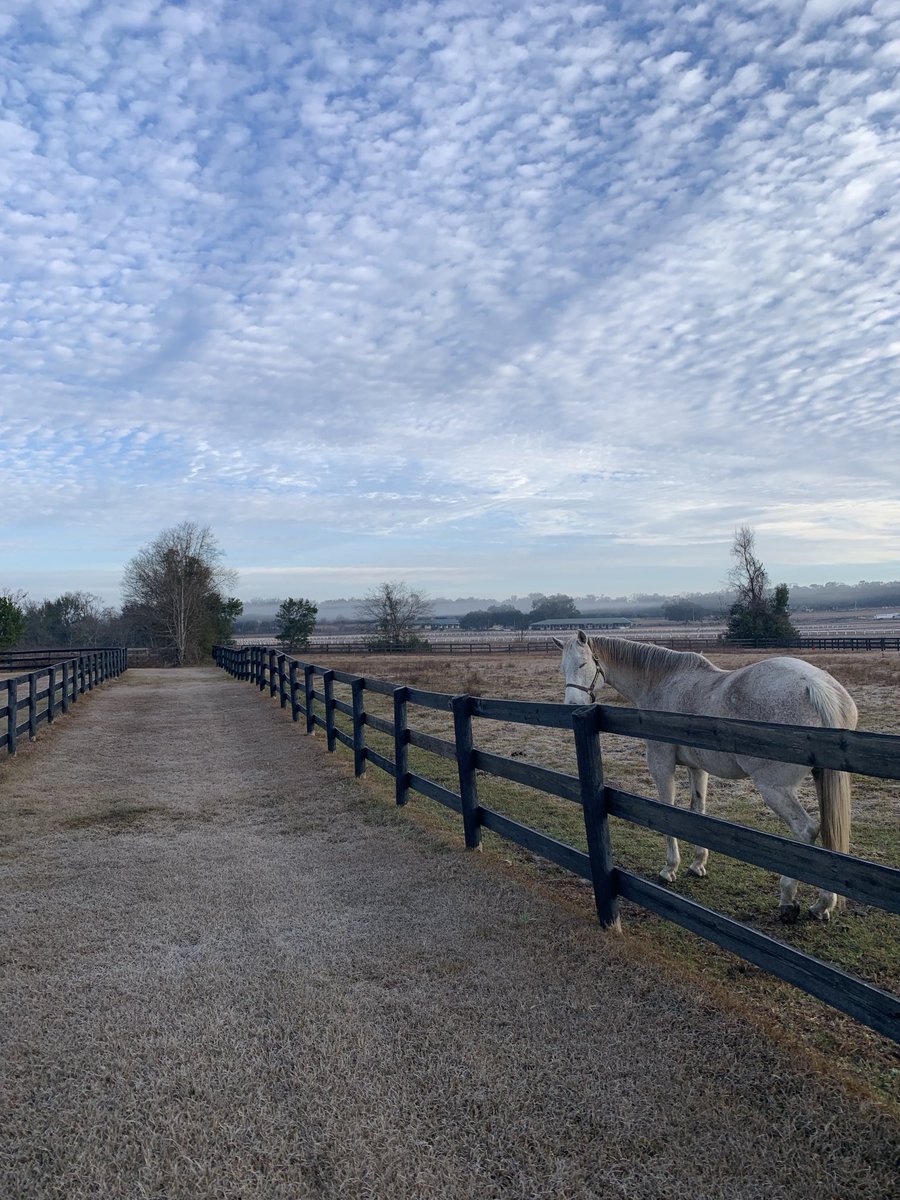 It’s another frosty morning in Ocala as the Florida freeze continues 🥶 #HorseRacing