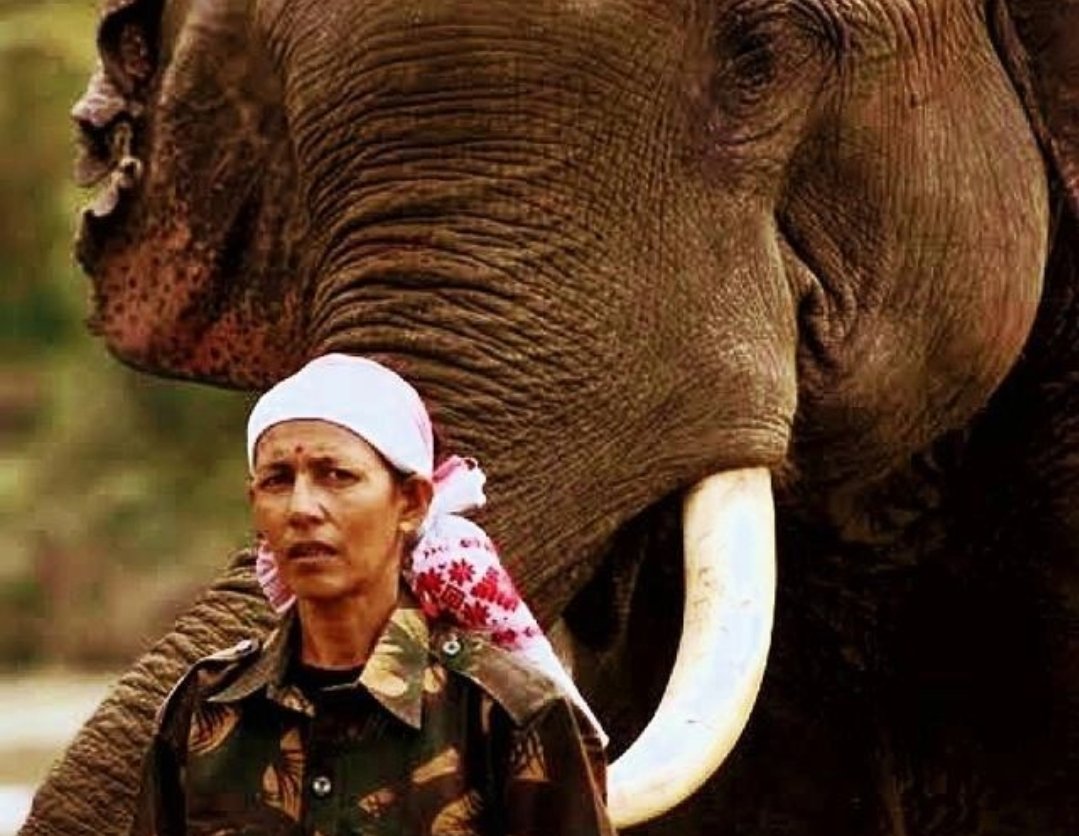 AmrashreeMishra's tweet photo. Read my piece on the awe-inspiring life of Padma Shri Parbati Barua!
Queen of Elephants and most definitely Queen of Hearts!
#FactFileIndia #PeoplesPadma https://t.co/BJ4wpb5fWd