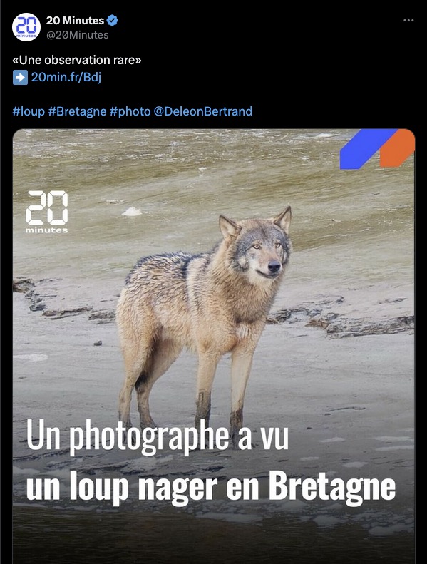 Par contre, on est toujours sans nouvelles du renard et de la belette qui étaient partis nager avec lui.