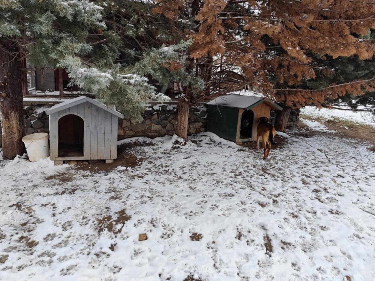 LendAPawRescue's tweet photo. We have been asked by Elvira Ilievska if we can raise funds for 4 outdoor houses for a group of street dogs she is taking care of. She has managed to already buy 2 but another 4 would really help get this whole group shelter as the bad weather continues to roll in. 

Each house costs €60. We know times are tough but every penny will help us reach our goal of €240 to give shelter to all 12 dogs. 

To donate 👇

https://t.co/la6QyU1ZUG 

Bank - 08-92-99 / 67355028 account name Lend A Paw Rescue

Please mark your donation as “dog houses”