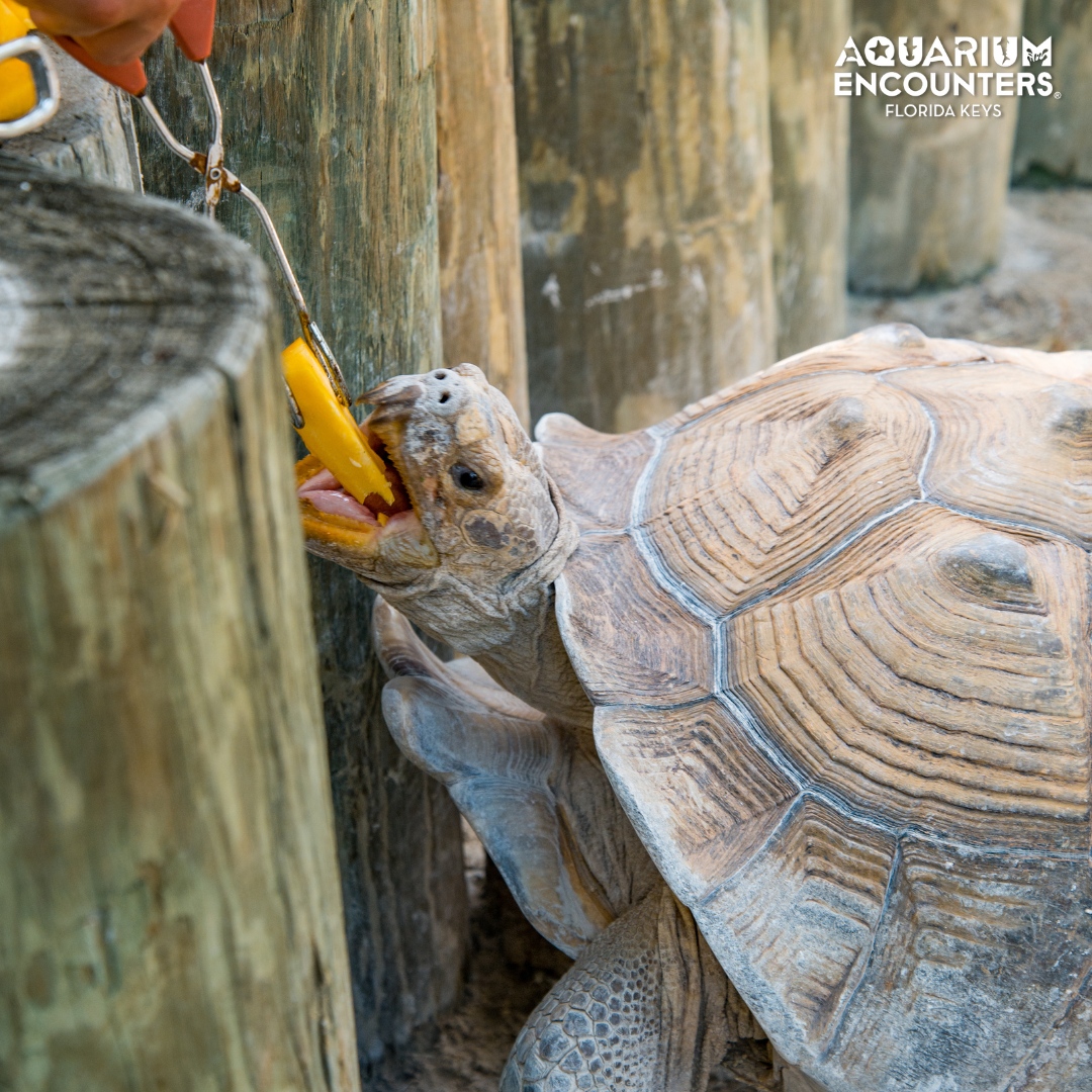 FLKeysAE's tweet image. Who said tortoises are slow? When snacks are involved, they’re on a roll! 🐢